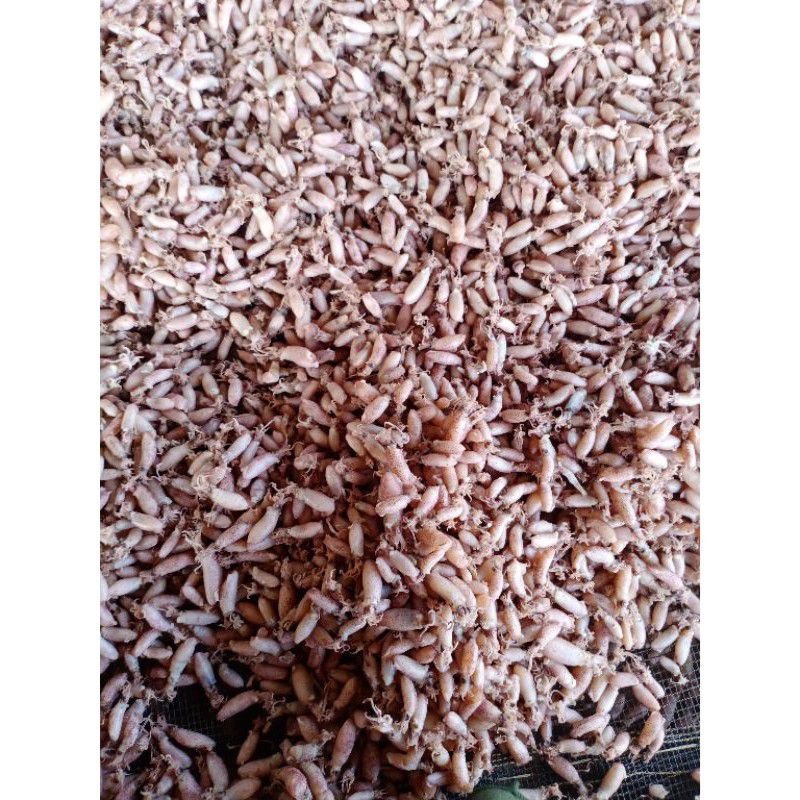

Baby Cumi Kering / Cumi Asin (250gr)