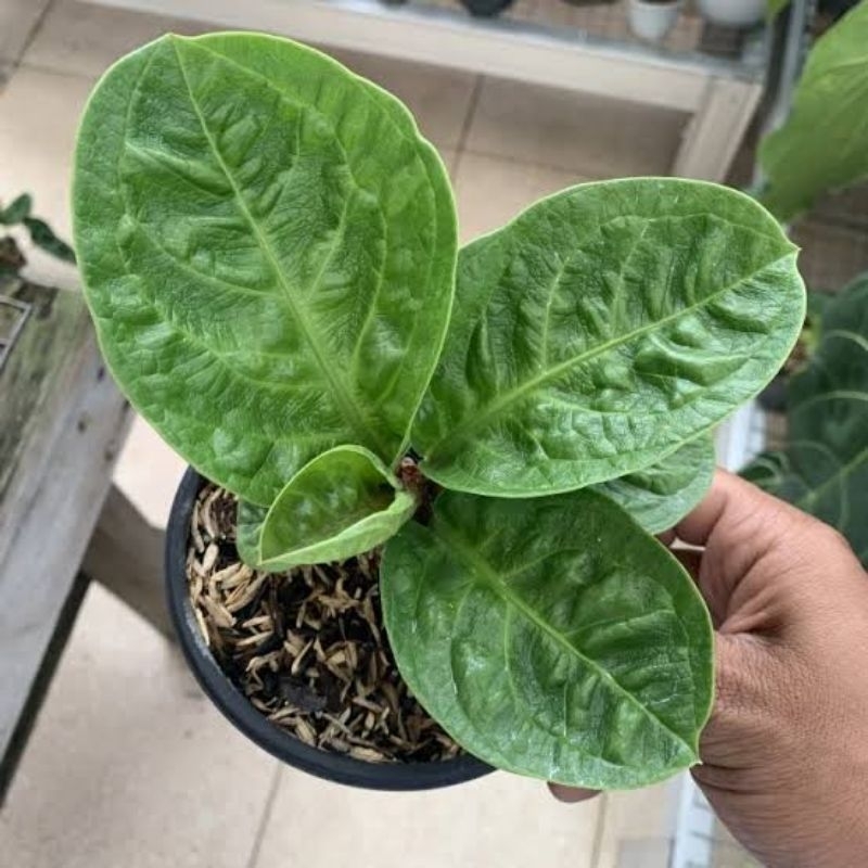 Jemani Mangkok Curly/Keriting