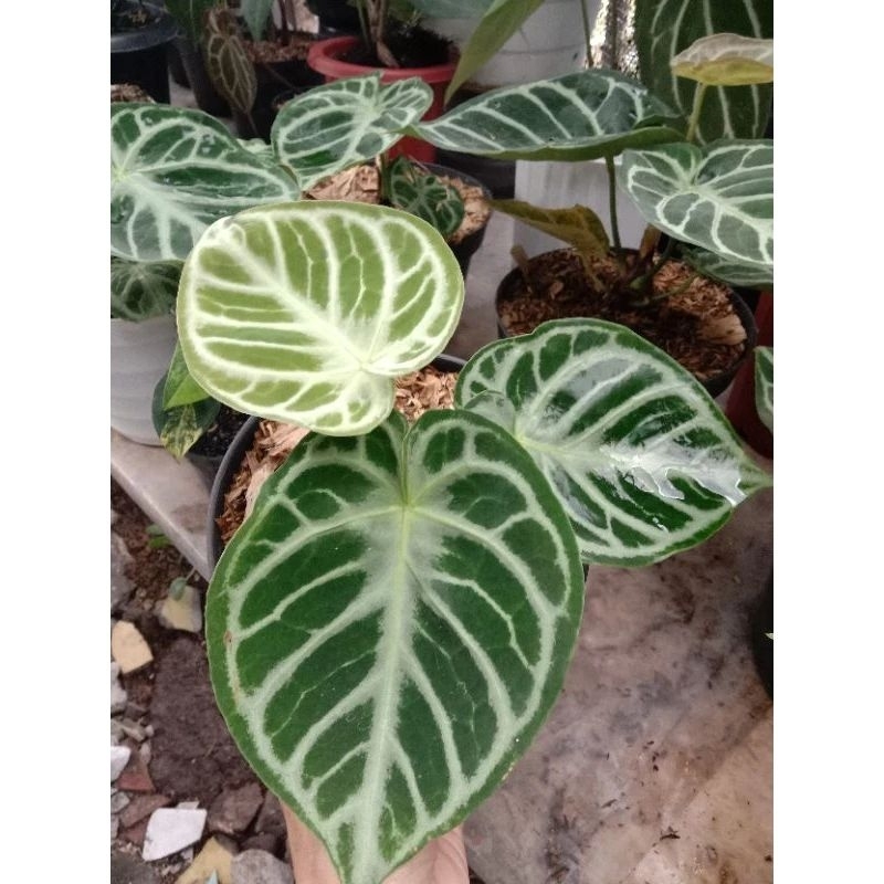 Anthurium dorayaki silver