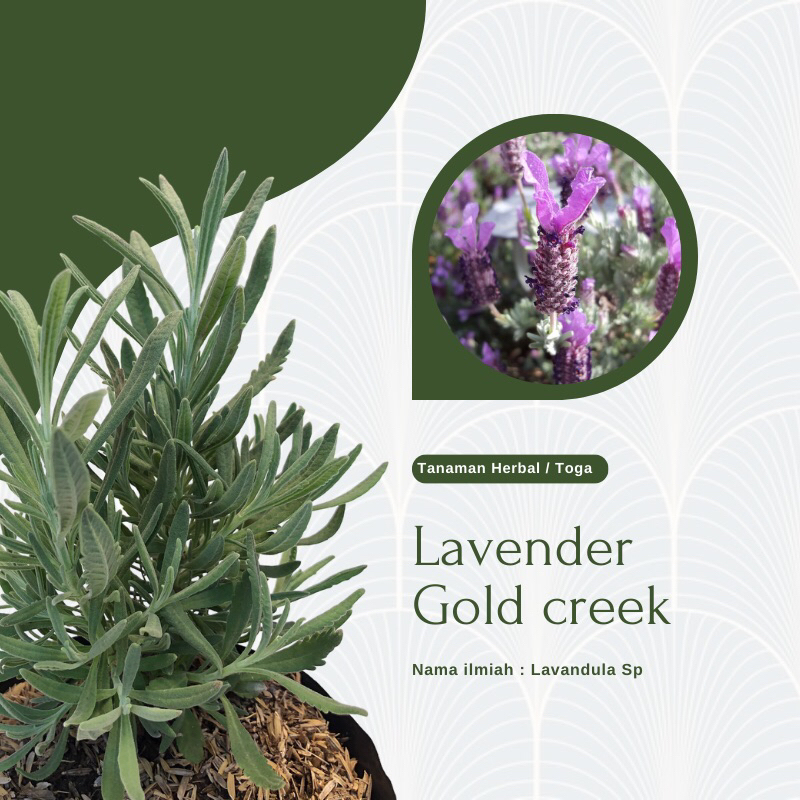 Tanaman Herbal Lavender Asli Gold Creek / Lavendula Angustifolia / English Lavender
