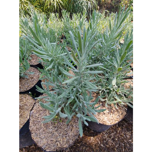 Tanaman hias Lavender Gold Creek lavender asli wangi - Lavender Asli Gold Creek / Lavendula Angustif