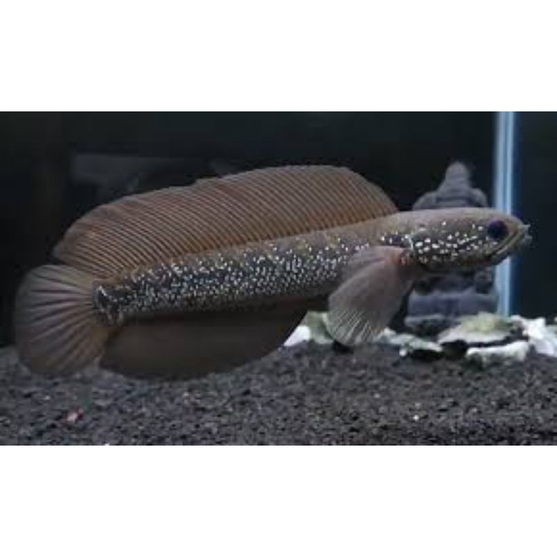asiatica highfin gondrong size 13-14