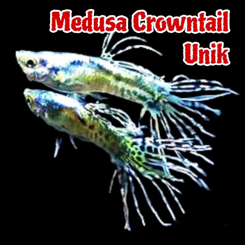 Hiasan Aquarium ( Guppy MEDUSA CROWNTAIL UNIK ) sepasang