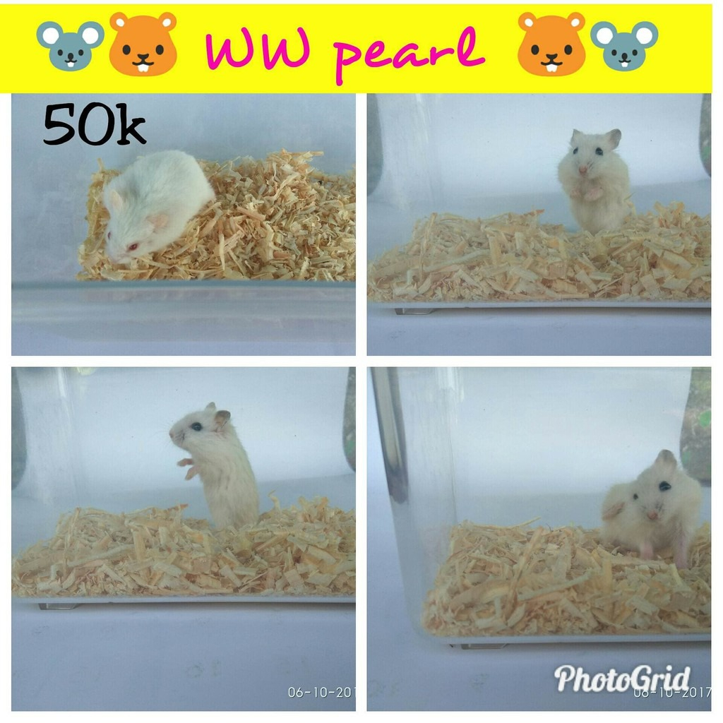 Hamster Winter White Pearl