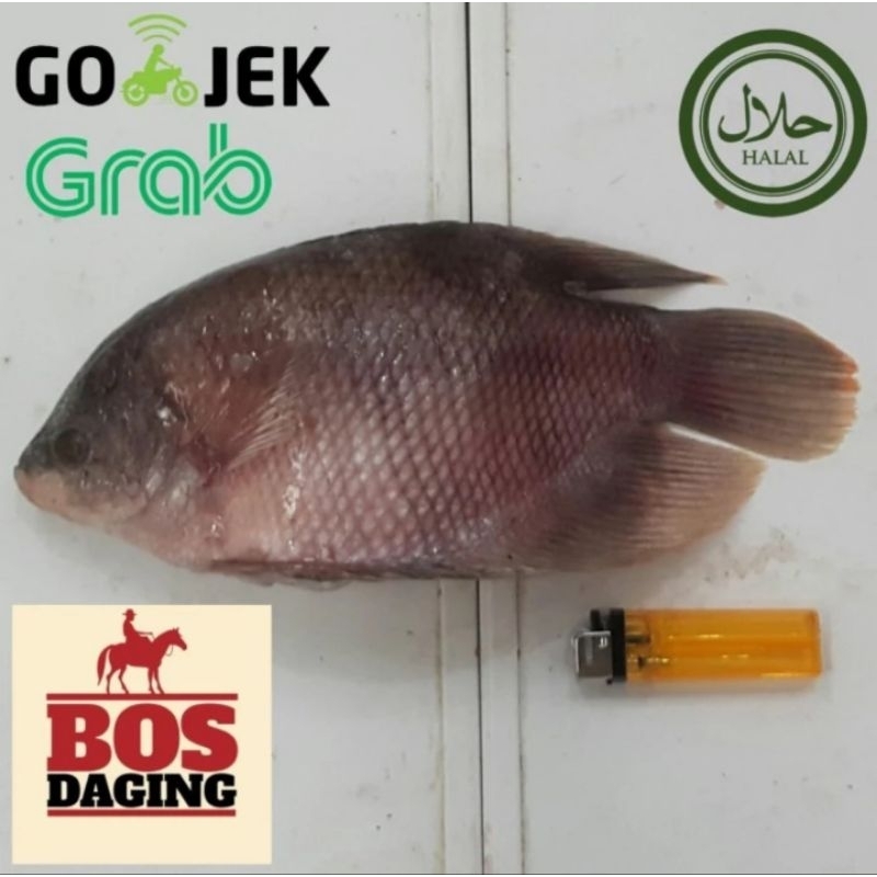 

Ikan Gurame Segar / Ikan Gurame / Ikan Segar Air Tawar