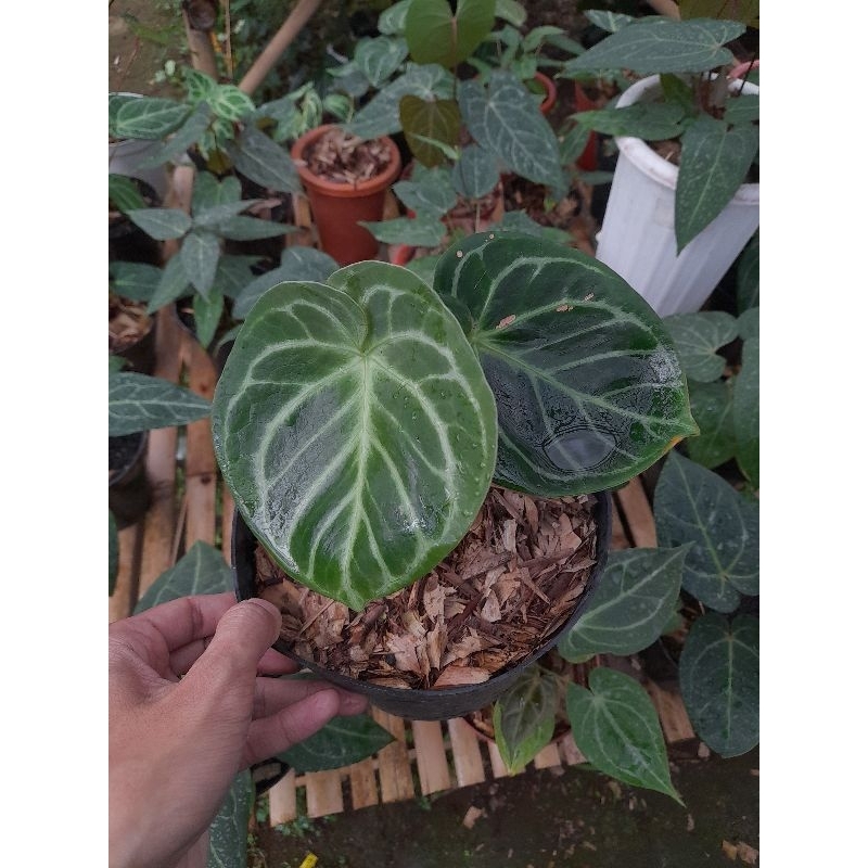 Anthurium dorayaki ori