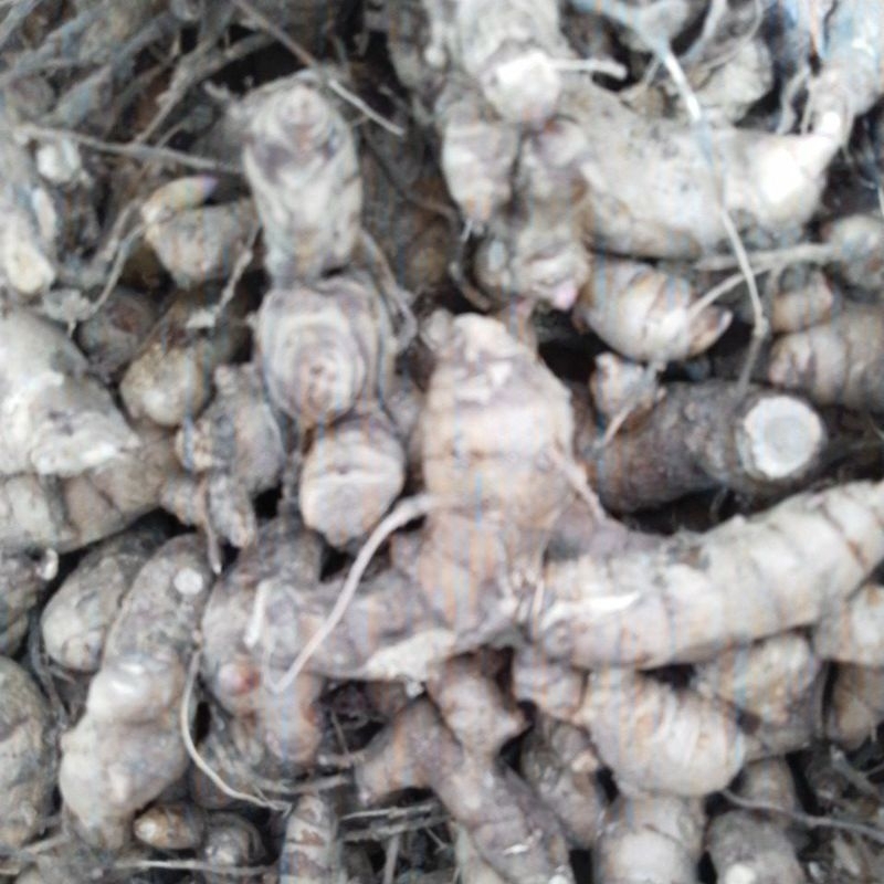 

temu ireng 1/2 kg