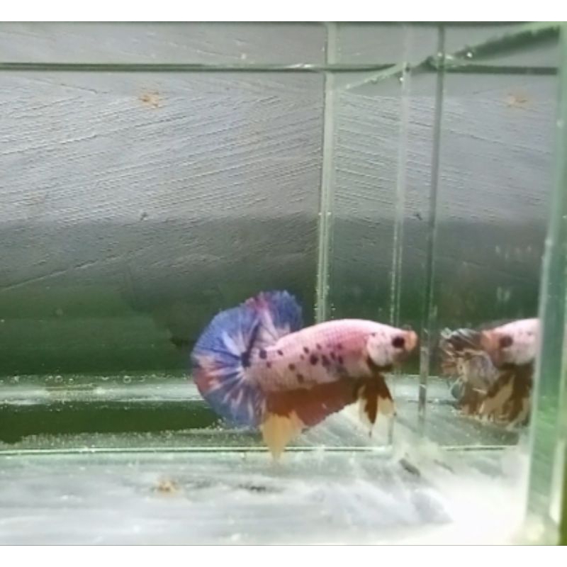 Ikan Cupang HMPK Multi Colour jantan M+