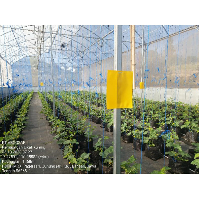 Perangkap Hama Likat Kuning