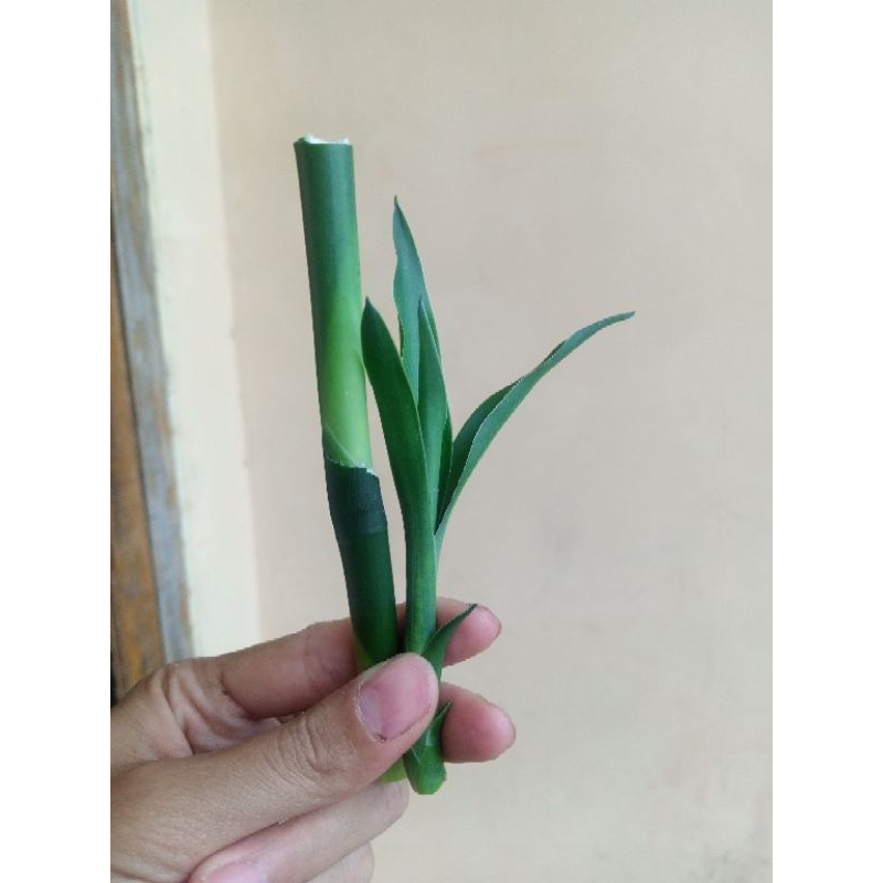 Bambu Hoki/ sri rejeki hijau
