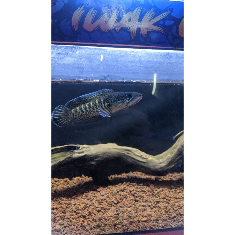 chana auranti size 14-15 cm