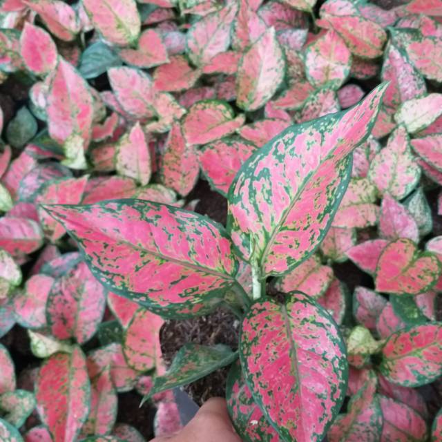 (PROMO) Aglonema DUD ANJAMANI ( Full merah )