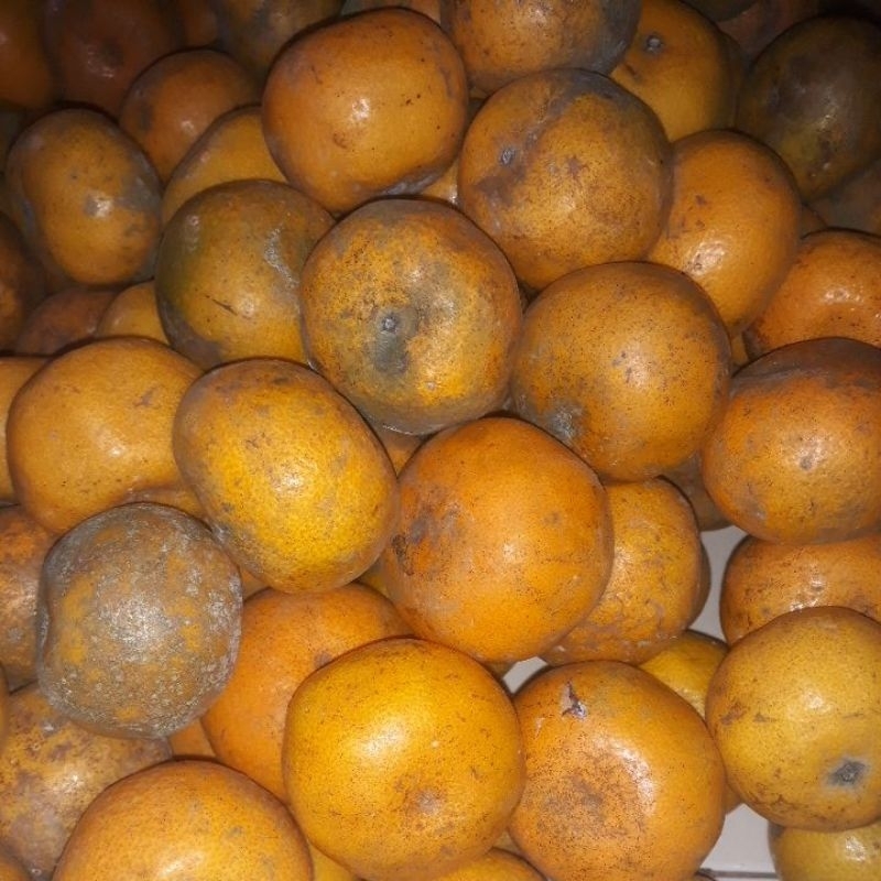 

jeruk brastagi MANIS DR 1 kg