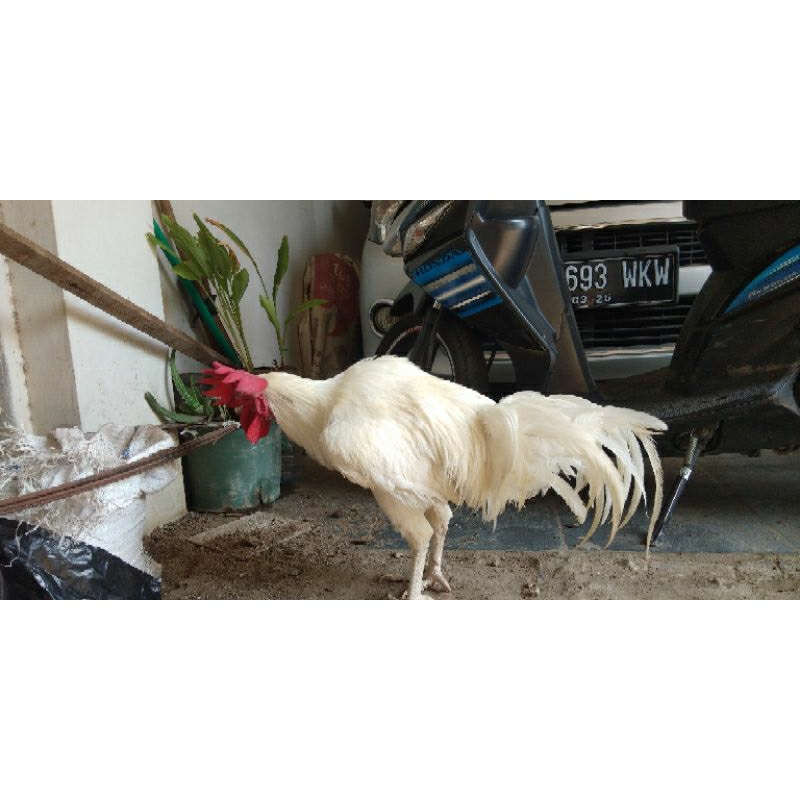 Ayam Pelung