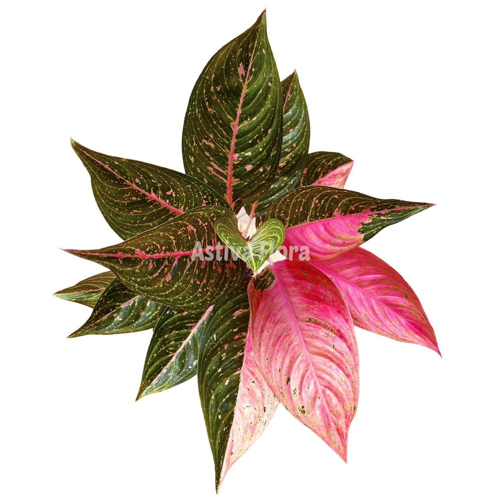 Aglonema Sexy Pink