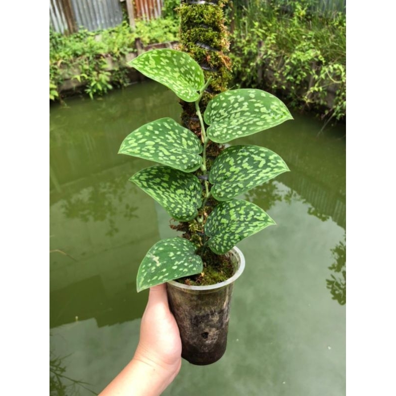 Scindapsus Snake Scale Murah Meriah ( Satu Paket isi 5 Pohon ) + BONUSNYA