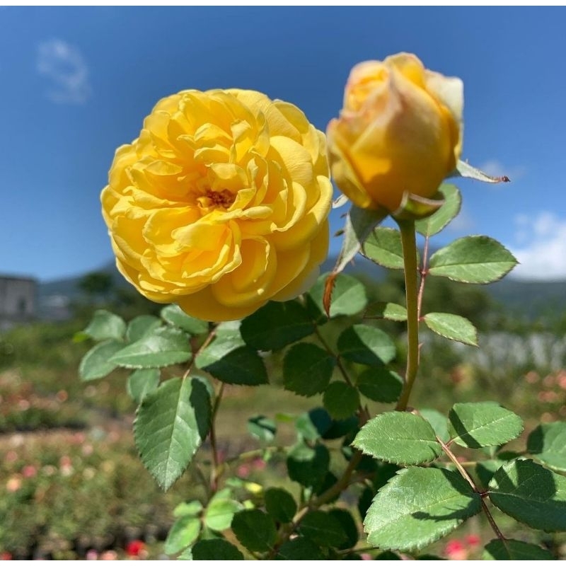 Tanaman bunga mawar hidup Juliette rose-pohon mawar besar