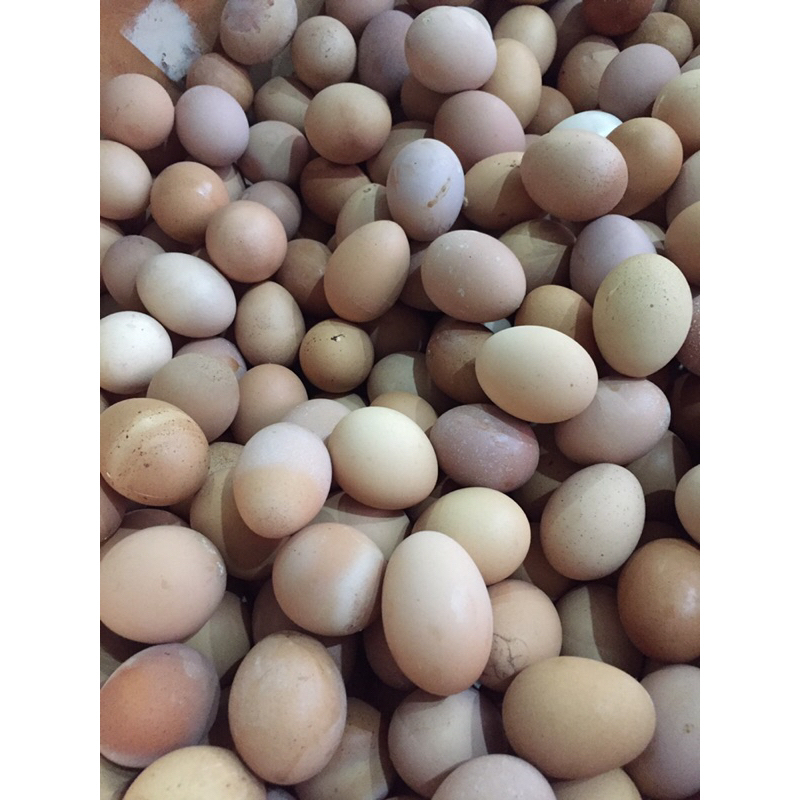 

Telur Ayam muda ( Cream ) 1 kg isi 15-17 butir