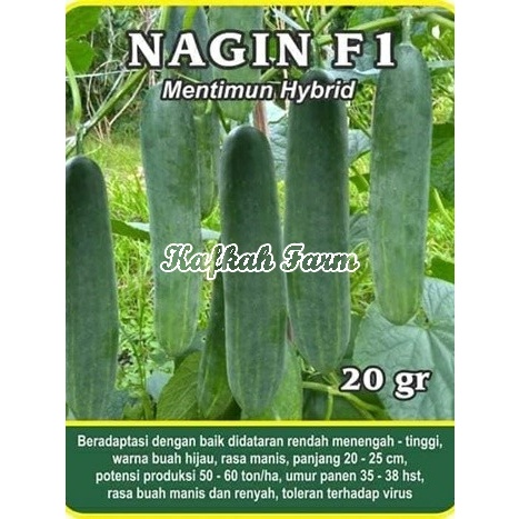 Benih 10 Biji Timun NAGIN F1