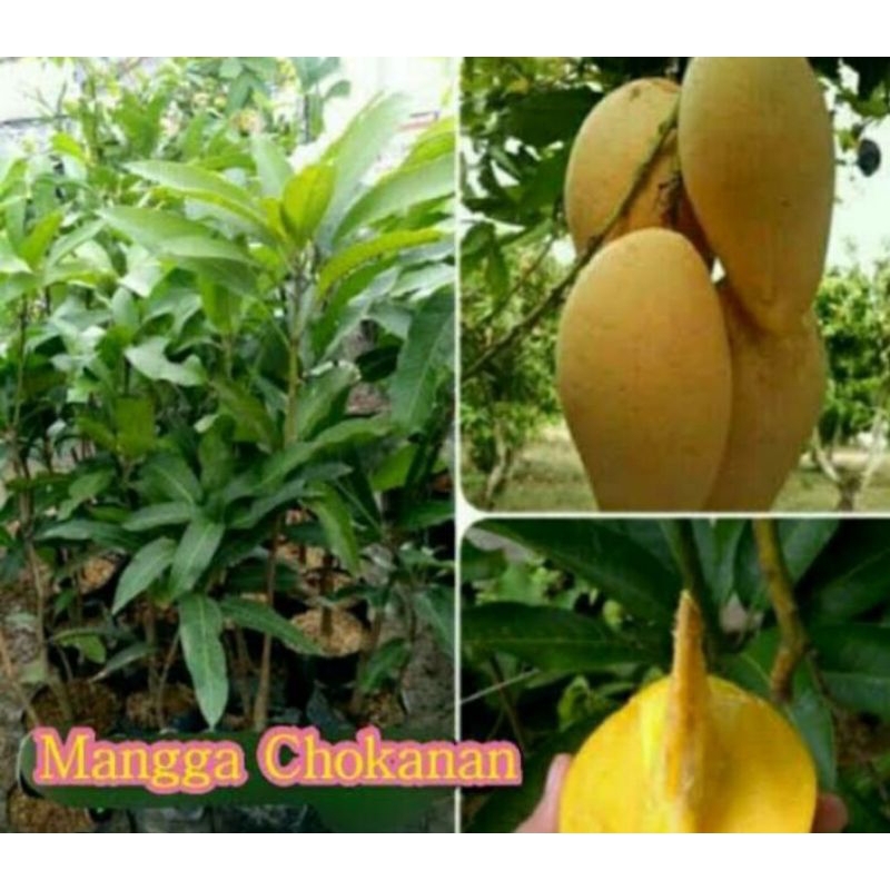 bibit buah mangga chokanan kondisi berbunga