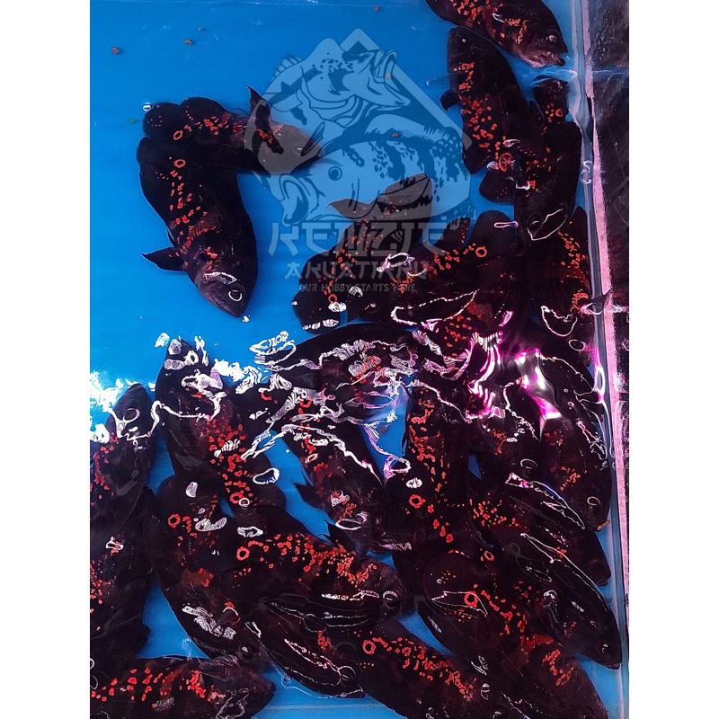 Sticker Oscar  batik||Oscar Albino || Oscar hitam||Oscar