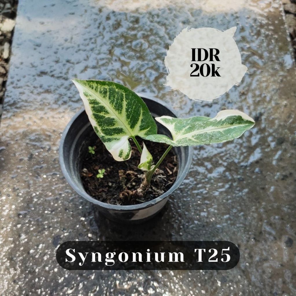 Syngonium T25