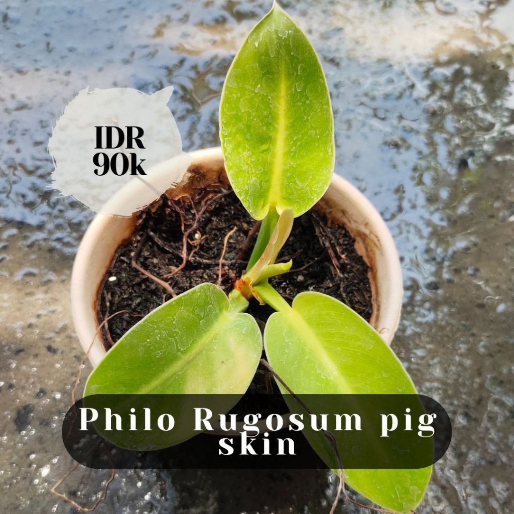 Philo Rugosum Pig Skin
