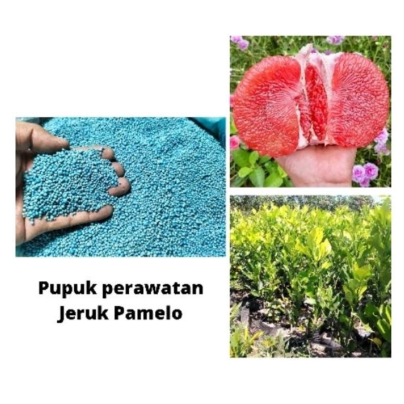 Jeruk pamelo berbuah