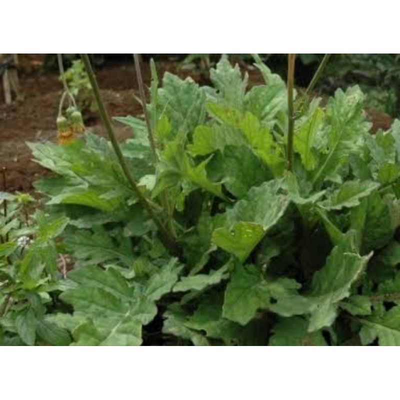 

DAUN DEWA SEGAR 250GRM / DAUN SAMSIT / DAUN DEWA segar Organik/ DAUN DEWA FRES / DAUN UMBI DEWA / UMBI SAMSIT / HERBAL / OBAT DARAH TINGGI / KOLESTROL