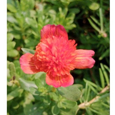 Bunga Krokot Jambul Summer star