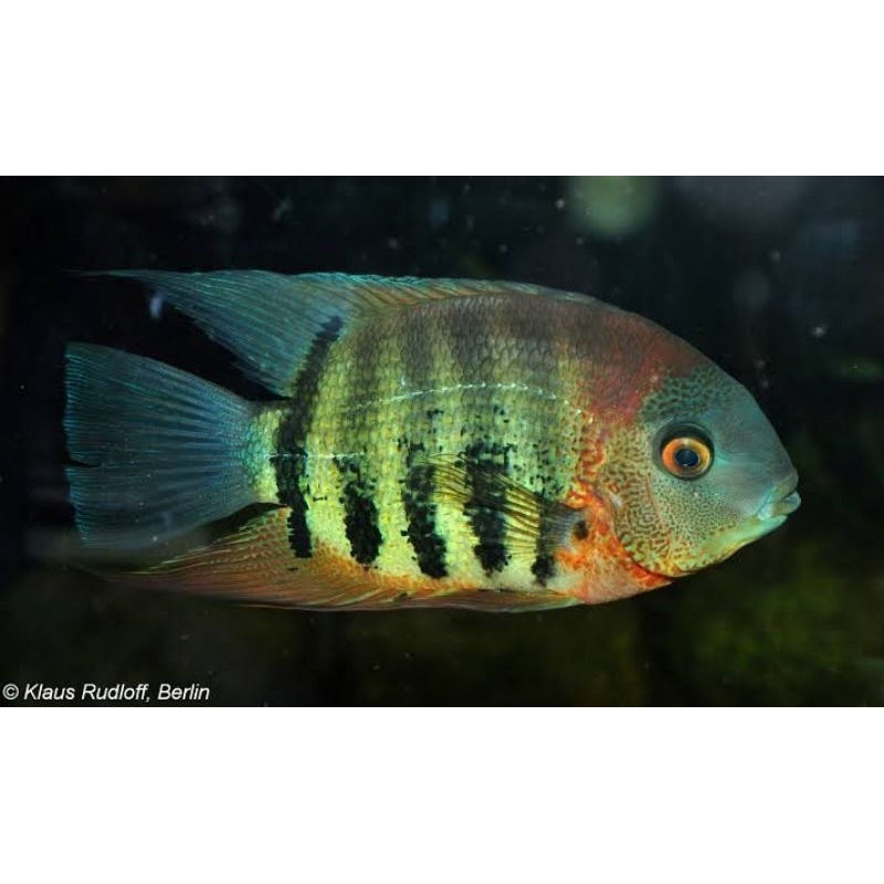 green severum