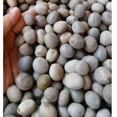 

Ma_Rempah Gorek biji, kebiul, kalaloyang 100gr