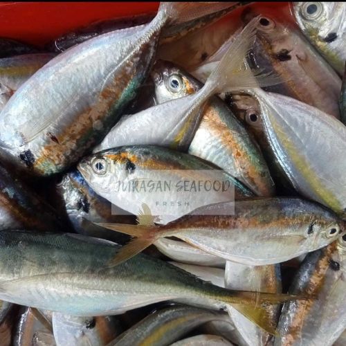 

IKAN SELAR SEGAR FRESH