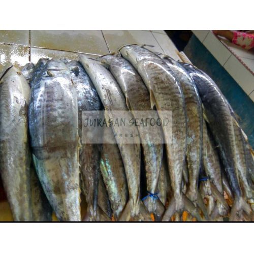 

IKAN TENGGIRI SEGAR FRESH