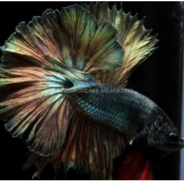 Cupang Halfmoon Cooper metalic size M