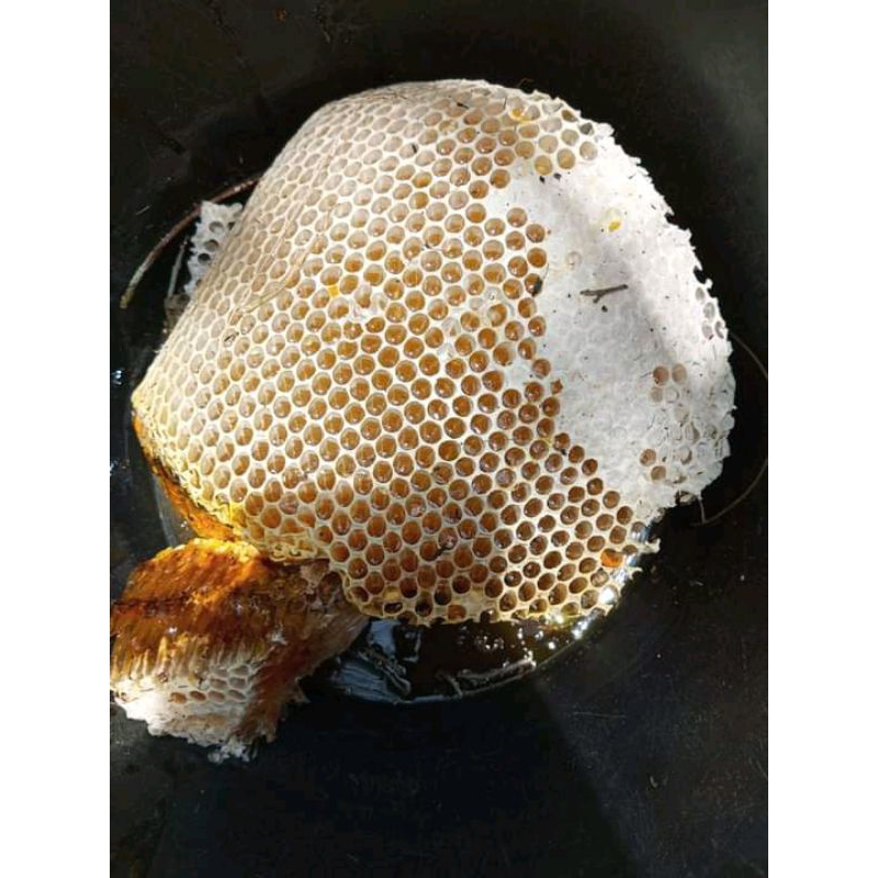 

Madu Sarang Hutan Liar 1000gr Apis Dorsata Promo