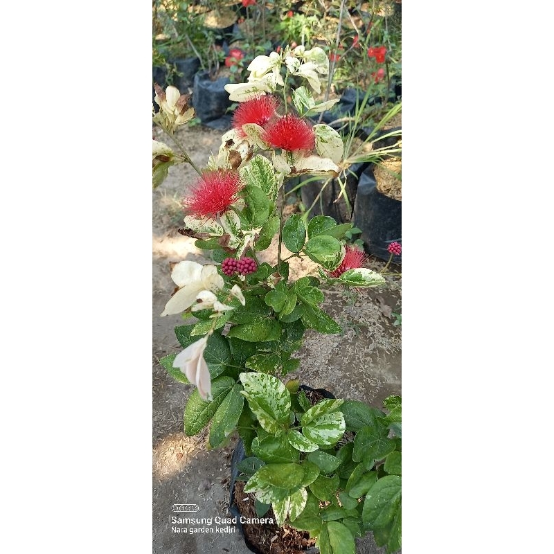 kaliandra lusiana varigata