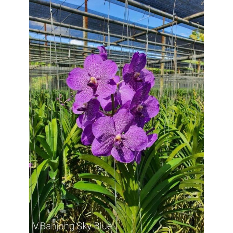 AnggrekVanda(pahe)