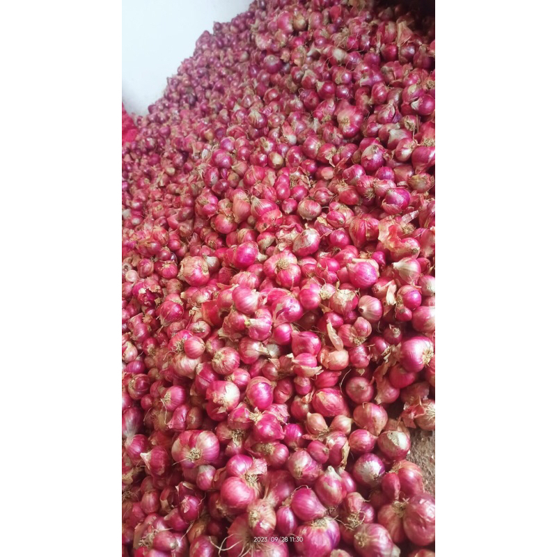 

bawang merah super gede