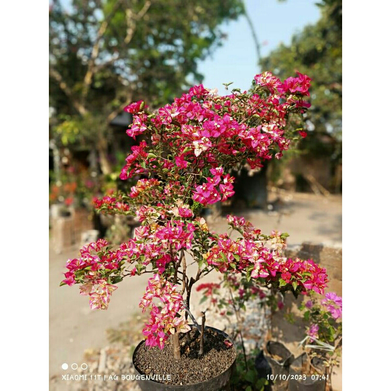 BOUGENVILLE SUFIA INDIA BATANG MEDIUM