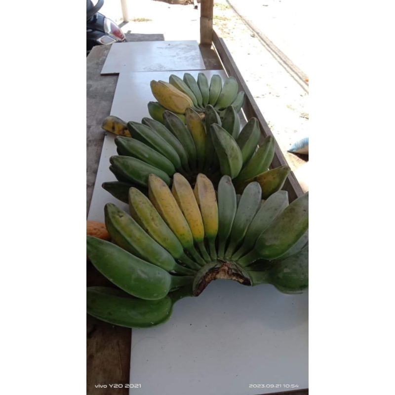 

PISANG PLECI ORIGINAL PREMIUM