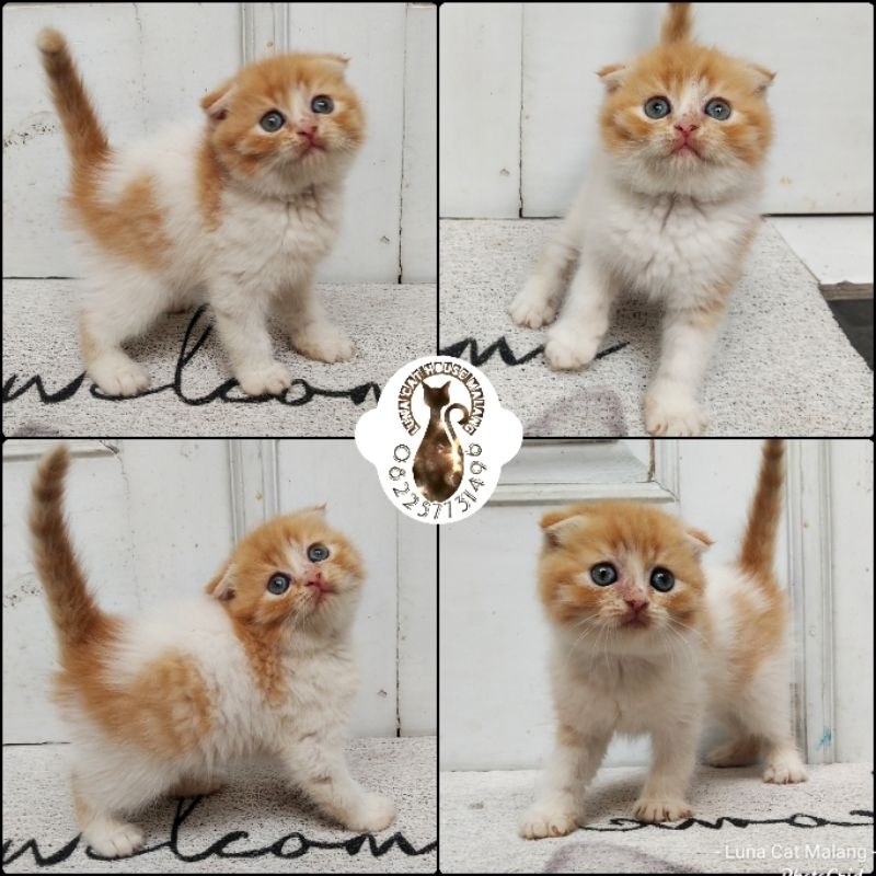 kucing scottish fold