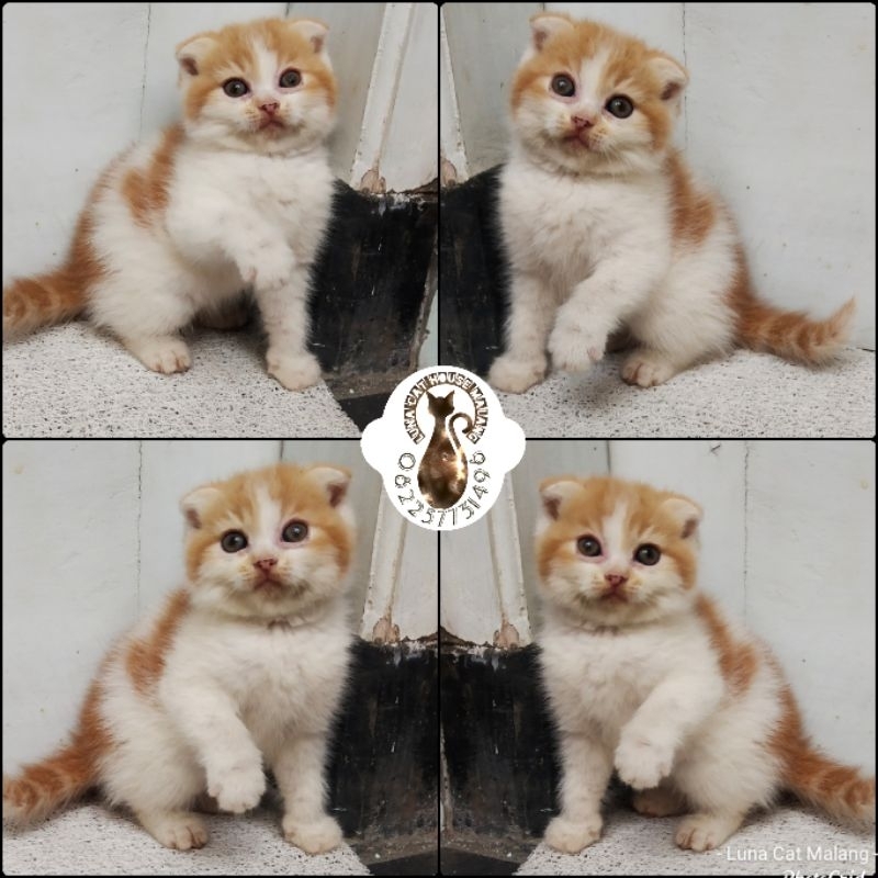 kucing scottish fold