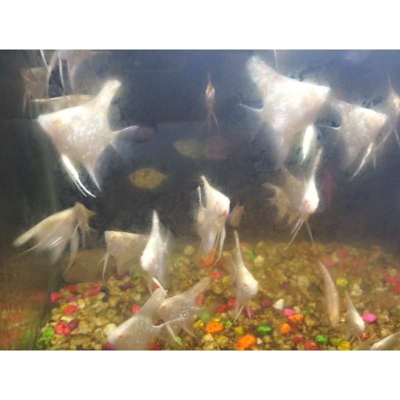 Manfish Albino Ikan Hias Aquarium