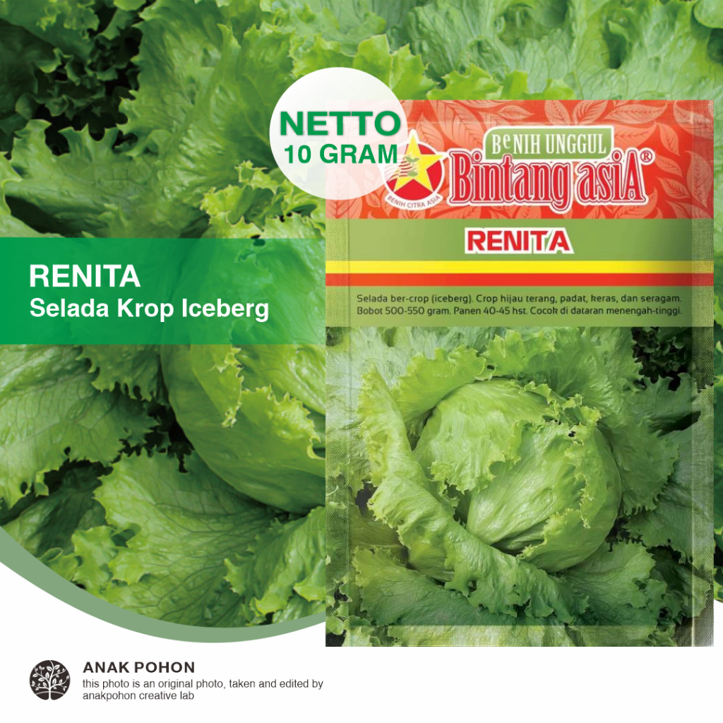 (1 PACK) Benih Selada Krop RENITA Bokor Iceberg Lettuce Seeds - Bintang Asia - 10 GRAM