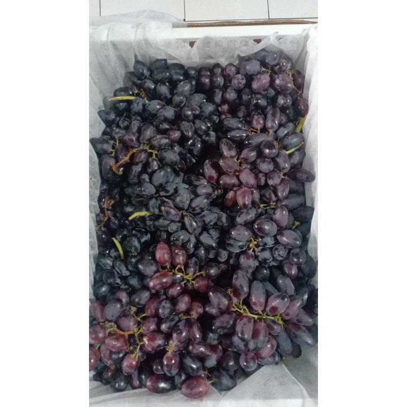 

Autumn Seedless