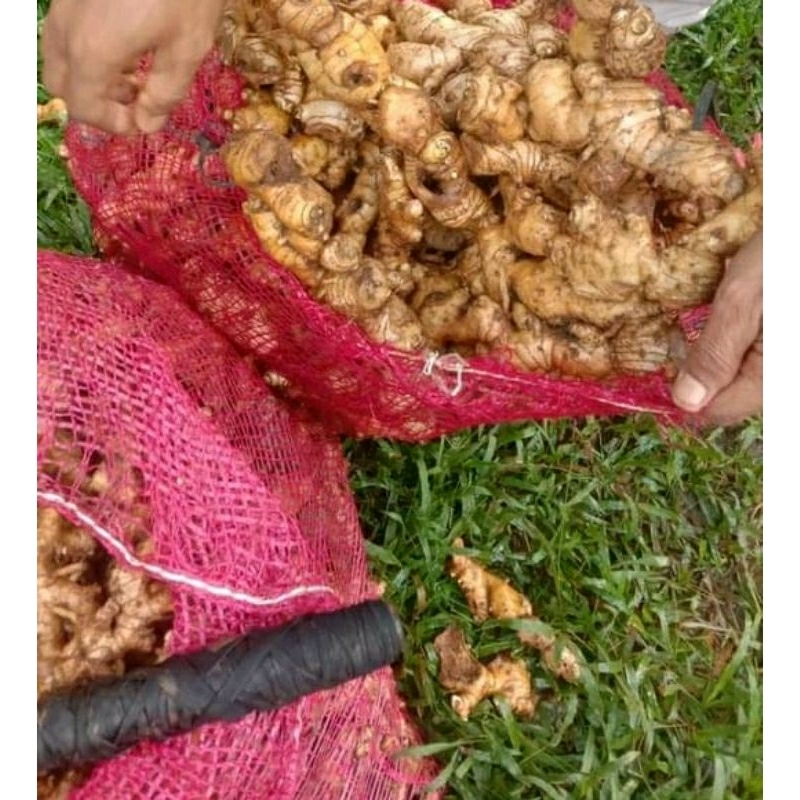 

LEMPUYANG GEDE isi 500g