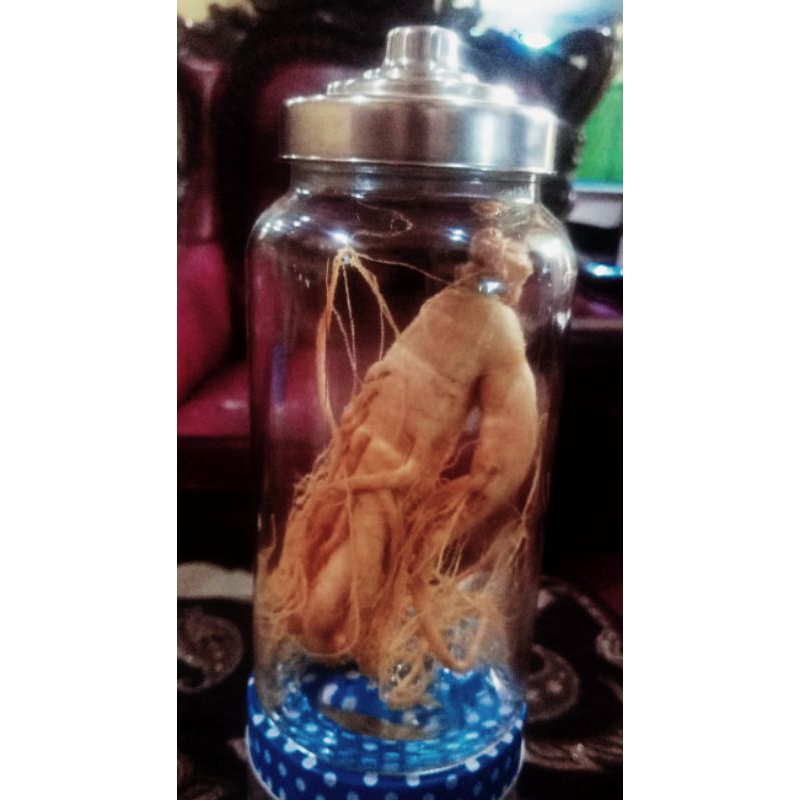 

gingseng merah korea jumbo lengkap