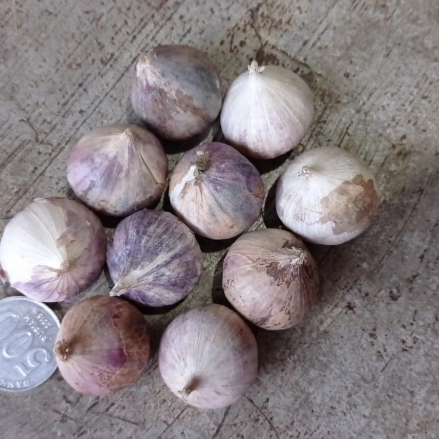 

Bawang Putih Tunggal 250 Gram