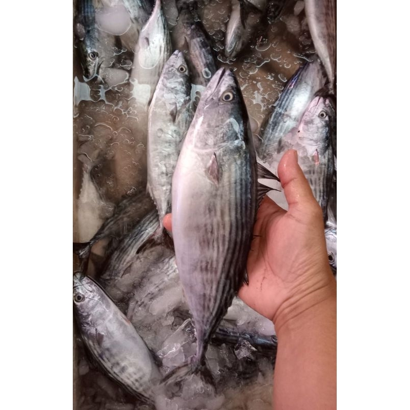 

Ikan tongkol / Tongri Segar utuh/potong